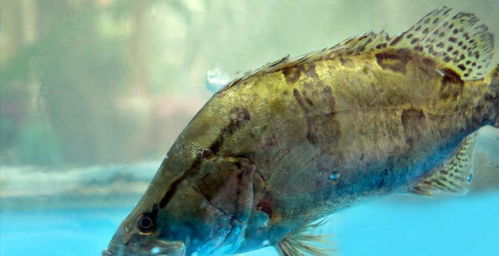 淡水石斑鱼一年能长多大（淡水石斑鱼可以长到多少斤）