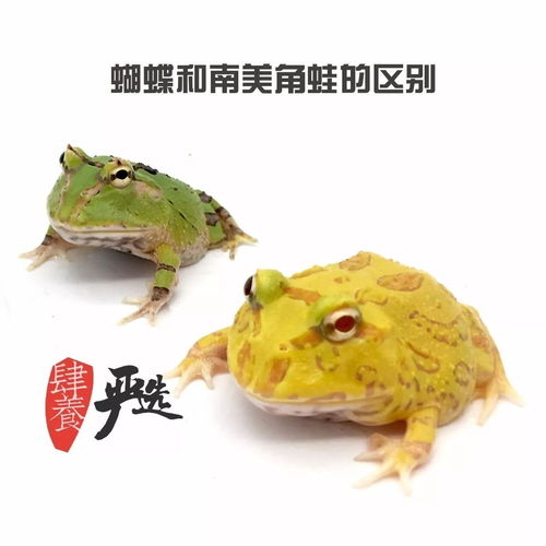霸王角蛙寿命多久（霸王角蛙可以长多大）