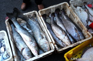鲈鱼多少钱一斤2021（鲈鱼多少钱一斤2021最新价格）