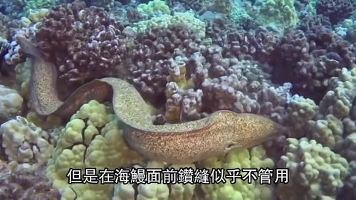海鳗（海鳗胆固醇含量高不高）