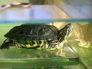 巴西龟寿命一般有多少年（巴西龟寿命一般有多少年呢）