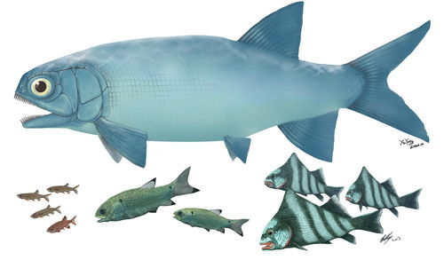 海鱼识别图（海鱼识别小程序）