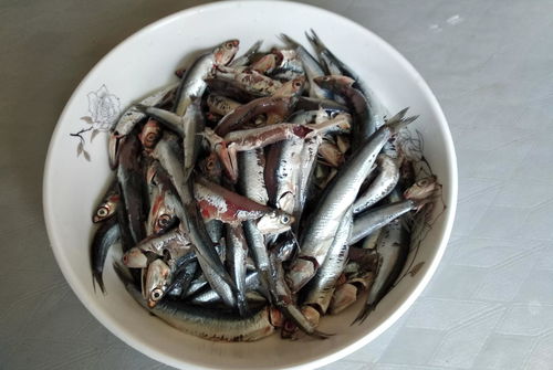 关于黄河刀鱼多少钱一斤的信息