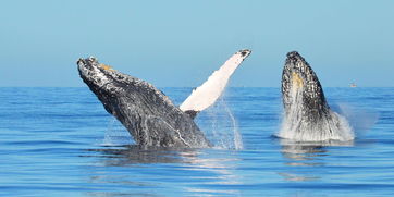 世界上最大的鲸鱼排名（世界上最大的10种鲸鱼）