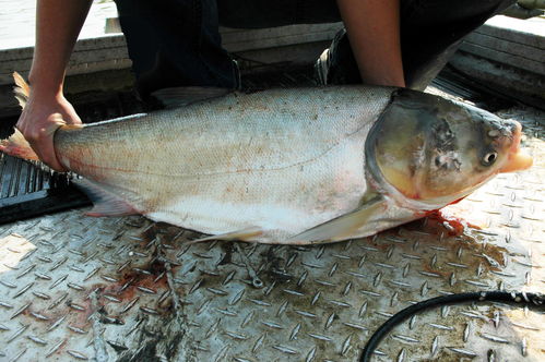 高档淡水鱼养殖品种（高端的淡水鱼种）