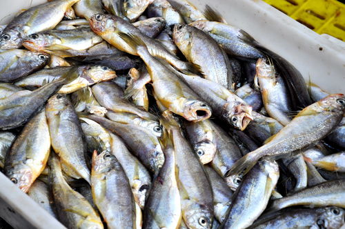 海鲈鱼多少钱一斤市场价2022（海鲈鱼多少钱一条）