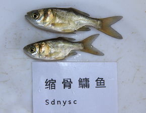 鱼类品种（西藏鱼类品种）
