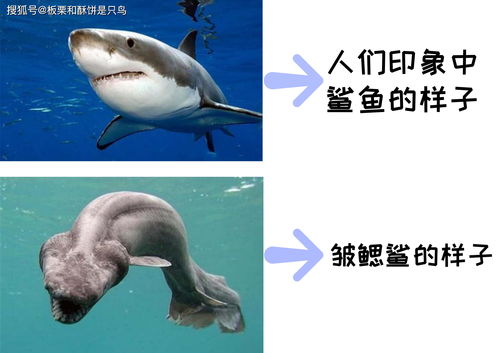 十大恐怖鲨鱼图片（僵尸鲨鱼吃人图片）