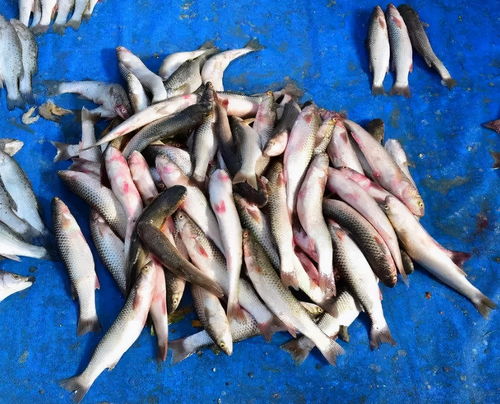海梭鱼和淡水梭鱼区别图片（吃梭鱼的禁忌）