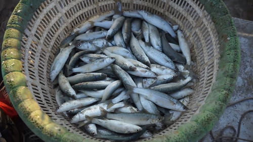 60到100斤青鱼出售（青鱼市场价多少钱1斤）
