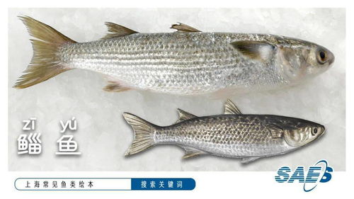 常见鱼类（海鲜市场常见鱼类）