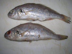 石斑鱼是海水鱼还是淡水鱼-为什么不建议吃石斑鱼