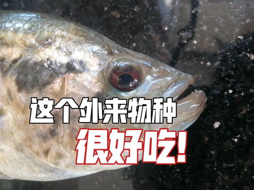 淡水石斑鱼用什么饵料钓最好-淡水石斑鱼拿什么钓