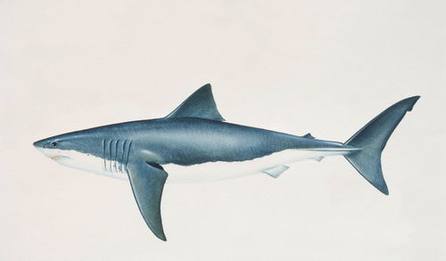 关于噬人鲨的信息