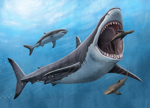 10000米长的巨齿鲨-10000米长的巨齿鲨只大白鲨图片