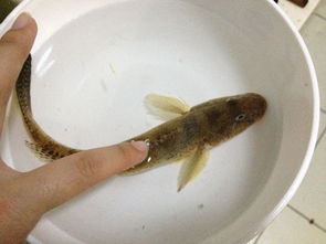 笋壳鱼是什么鱼-笋壳鱼是什么鱼,属海鲜吗?