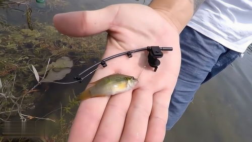 中国最小的鱼-僵尸鱼