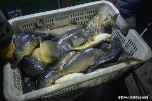 低温钓鲤鱼的饵料配方-低温鲤鱼喜欢吃什么味型的饵料