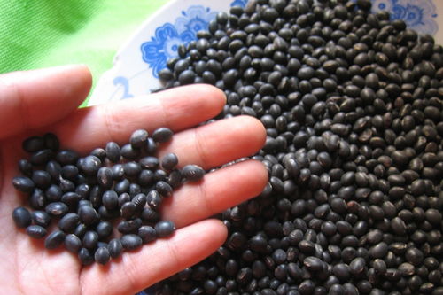 黑豆的功效与作用-黑豆的功效与作用禁忌
