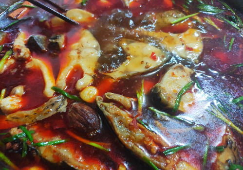 草鱼火锅的做法大全-草鱼火锅怎么做好吃又简单的做法