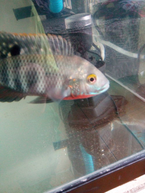 光唇鱼能长多大-光唇鱼能长多大?