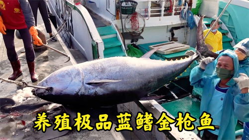 中国钓蓝鳍金枪鱼犯法吗-钓蓝鳍金枪鱼用什么鱼竿