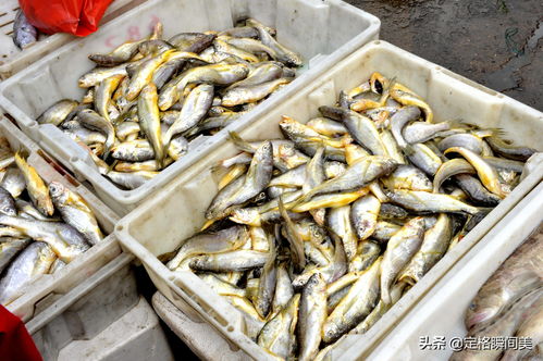 黄鱼价格多少钱一斤-东海黄鱼价格多少钱一斤