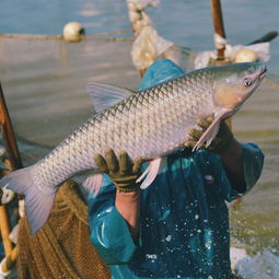中国800多斤草鱼图-中国最大的草鱼有多重