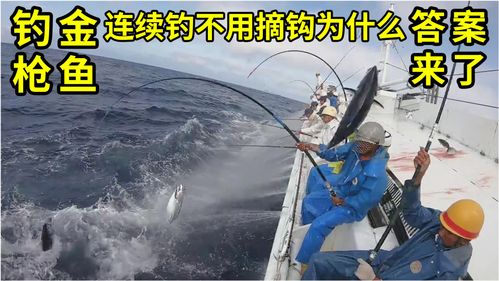 中国为何不捕捞金枪鱼-中国为何不捕捞金枪鱼,因为中国人把人家吃亡种了