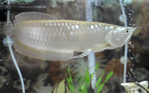 银龙鱼-银龙鱼寿命一般有多长