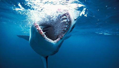 鲨鱼是哺乳动物吗-海豚和鲨鱼是哺乳动物吗