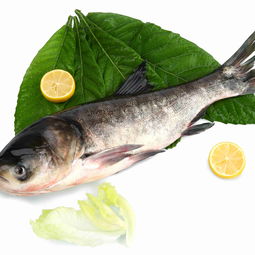 哪些人不能吃鲢鱼-消肿瘤最好的鱼
