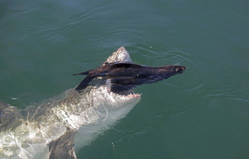 124米哲罗鲑vs巨齿鲨-124米巨型哲罗鲑