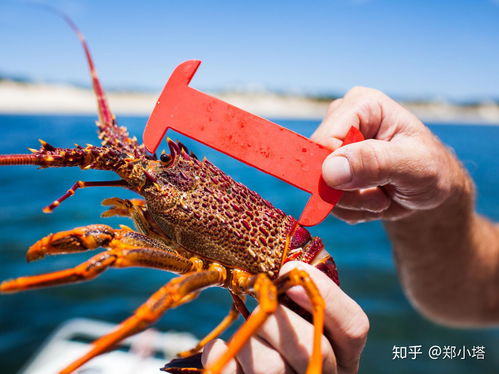 澳洲龙虾图片-澳洲龙虾图片大全
