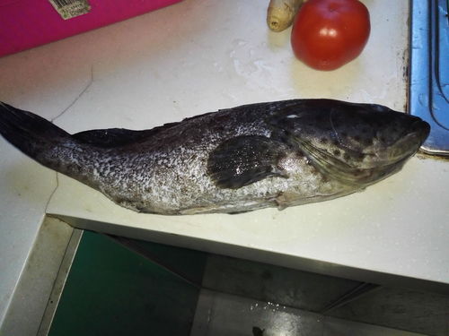 什么石斑鱼最贵-哪种石斑鱼最贵了