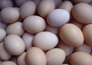 食用鹅蛋的七大禁忌-食用鹅蛋的七大禁忌苹果可以和鸡蛋一起吃吗
