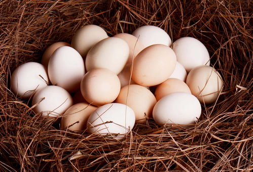 土鸡蛋和普通鸡蛋的区别-土鸡蛋和普通鸡蛋哪个更有营养