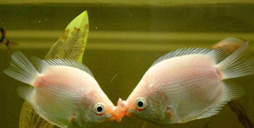 接吻鱼能长多大-接吻鱼成年大概多大