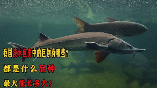 淡水石斑鱼最大能长多大-淡水石斑鱼养多久可以上市