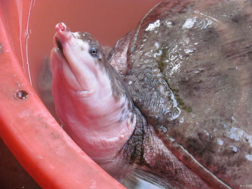真正野生甲鱼真假图片对比-甲鱼哪个部位有毒