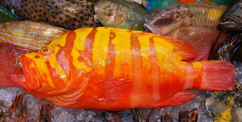 石斑鱼怎么吃-淡水石斑鱼怎么吃