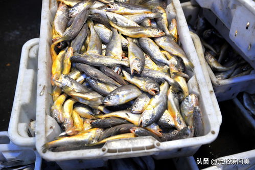 黄鱼价格多少钱一斤-海里大黄鱼价格多少钱一斤
