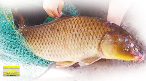 黄河鲤鱼-黄河鲤鱼和普通鲤鱼的区别