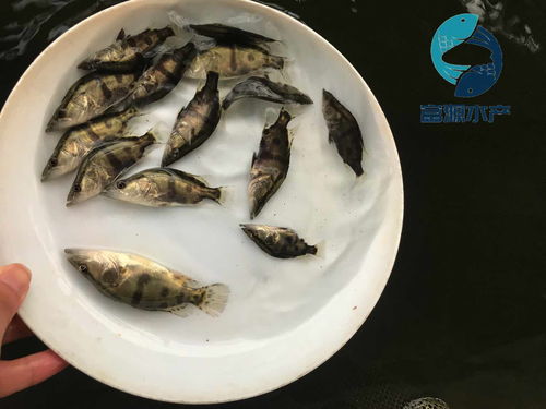桂鱼养殖技术-水库养鳜鱼养殖技术