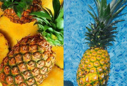 菠萝和凤梨的区别-菠萝和凤梨的区别在哪里