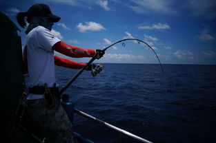 路亚海钓鲈鱼的方法和技巧-路亚海钓鲈鱼的方法和技巧图解
