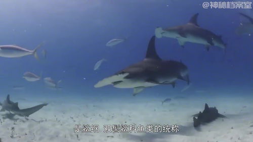 中国十大鲨鱼-中国十大鲨鱼视频解析