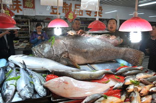 巨型石斑鱼价格-巨型石斑鱼多少钱一条