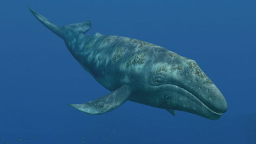 10种已灭绝的最大鲸鱼-蓝鲸真实图片吓死人了