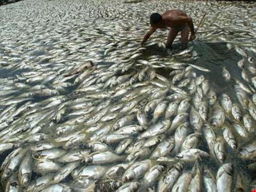 塘鲺养殖一斤成本多少-塘鲺鱼一亩塘可以养多少